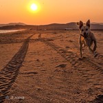 ig_primorye     ,  by droma " dog  fly  beach  sunset  sea  sun         